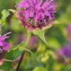 MONARDA 'Prairienacht' -Garden Grace Store monarda prairenacht 7061783