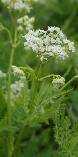 MYRRHIS Odorata 3 MYRRHIS Odorata