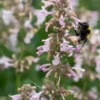 NEPETA Grandiflora 'Dawn To Dusk' -Garden Grace Store nepeta dawn to dusk 6240553