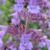 NEPETA Racemosa 'Walker's Low' -Garden Grace Store nepeta racemosa walkers low