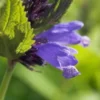 NEPETA Subsessilis 'Blue Dreams' -Garden Grace Store nepeta subsessilis blue dreams