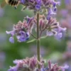 NEPETA Grandiflora 'Summer Magic' PBR -Garden Grace Store nepeta summer magic 9151416