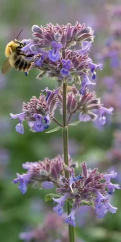 NEPETA Grandiflora 'Summer Magic' PBR