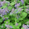 NEPETA X Faassenii -Garden Grace Store nepeta x fassennii 2