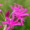 NERINE 'Isobel' -Garden Grace Store nerine bowdenii isabel 192543