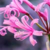 NERINE Bowdenii 'Stewart Gilkison' -Garden Grace Store nerine bowdenii stewart gilkison fs 1 web