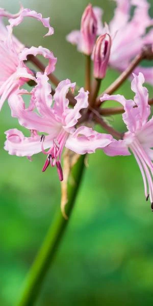 NERINE Wellsii Pale Form 3 NERINE Wellsii Pale Form