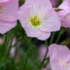 OENOTHERA Speciosa 'Twilight' PBR -Garden Grace Store oenothera speciosa twilight pbr 7080305