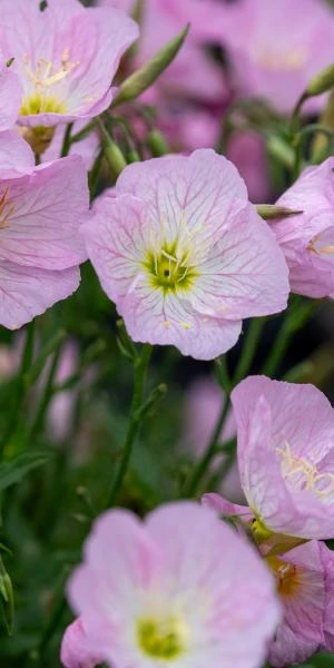 OENOTHERA Speciosa 'Twilight' PBR 3 OENOTHERA Speciosa 'Twilight' PBR