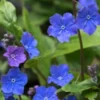 OMPHALODES Cappadocica 'Cherry Ingram' -Garden Grace Store omphalodes cappadocica cherry ingram 4300183
