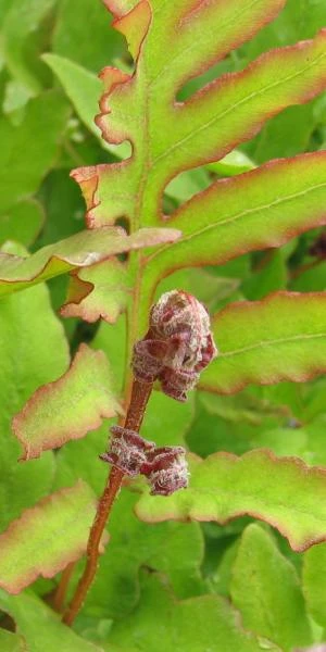 ONOCLEA Sensibilis 2 ONOCLEA Sensibilis