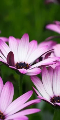 OSTEOSPERMUM Hardy Pink