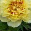 PAEONIA 'Bartzella' 1 PAEONIA 'Bartzella' -Garden Grace Store paeonia bartzella 6020644