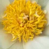 PAEONIA 'Claire De Lune' -Garden Grace Store paeonia claire de lune 5240018