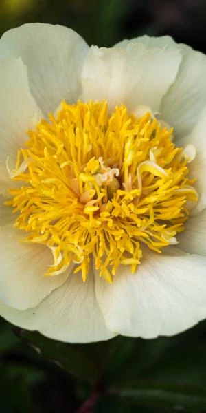 PAEONIA 'Claire De Lune' 3 PAEONIA 'Claire De Lune'