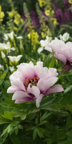 PAEONIA 'Cora Louise' 7 PAEONIA 'Cora Louise' -Garden Grace Store paeonia cora louise 6021044