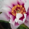 PAEONIA 'Cora Louise' -Garden Grace Store paeonia cora louise 6161117