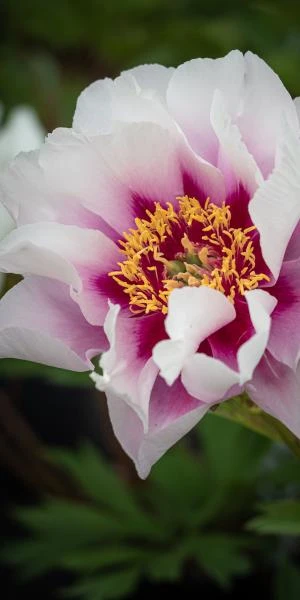 PAEONIA 'Cora Louise' 3 PAEONIA 'Cora Louise'
