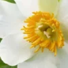 PAEONIA Emodi -Garden Grace Store paeonia emodi 2