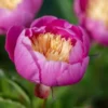 PAEONIA Lactiflora 'Bowl Of Beauty' -Garden Grace Store paeonia lactiflora bowl of beauty 6010542
