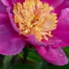 PAEONIA Lactiflora 'Doreen' -Garden Grace Store paeonia lactiflora doreen 6101196