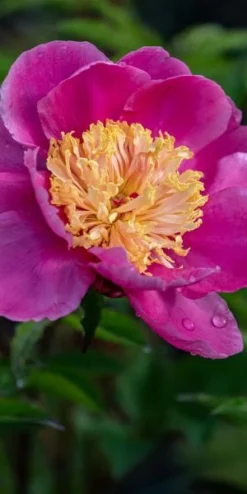 PAEONIA Lactiflora 'Doreen'
