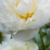 PAEONIA Lactiflora 'Duchesse De Nemours' -Garden Grace Store paeonia lactiflora duchesse de nemour 5270385 2