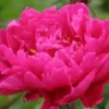 PAEONIA Lactiflora 'Karl Rosenfield' -Garden Grace Store paeonia lactiflora karl rosenfield