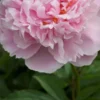 PAEONIA Lactiflora 'Sarah Bernhardt' -Garden Grace Store paeonia lactiflora sarah bernhardt 5270361