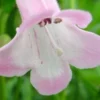 PENSTEMON 'Apple Blossom' 2 PENSTEMON 'Apple Blossom' -Garden Grace Store penstemon appleblossom