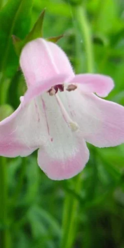 PENSTEMON 'Apple Blossom'
