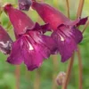 PENSTEMON 'Blackbird' -Garden Grace Store penstemon blackbird 6140683
