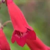 PENSTEMON 'Cherry' -Garden Grace Store penstemon cherry 140933