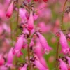 PENSTEMON 'Evelyn' -Garden Grace Store penstemon evelyn 6150056