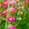 PENSTEMON 'Flamingo' -Garden Grace Store penstemon flamingo 2