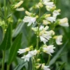 PENSTEMON Glaber 'Roundway Snowflake' -Garden Grace Store penstemon glaber roundway snowflake 6160362