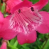 PENSTEMON 'Hewell Pink Bedder' -Garden Grace Store penstemon hewell pink bedder