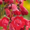 PENSTEMON 'King George V' -Garden Grace Store penstemon king george 7031469
