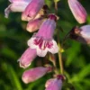 PENSTEMON 'Mother Of Pearl' 1 PENSTEMON 'Mother Of Pearl' -Garden Grace Store penstemon mother of pearl 111645