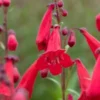 PENSTEMON 'Newbury Gem' -Garden Grace Store penstemon newbury gem web