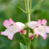 PENSTEMON 'Osprey' -Garden Grace Store penstemon osprey 6140747