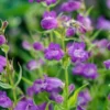 PENSTEMON 'Papal Purple' 1 PENSTEMON 'Papal Purple' -Garden Grace Store penstemon papal purple 6170414