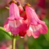 PENSTEMON 'Pennington Gem' 2 PENSTEMON 'Pennington Gem' -Garden Grace Store penstemon pennington gem web