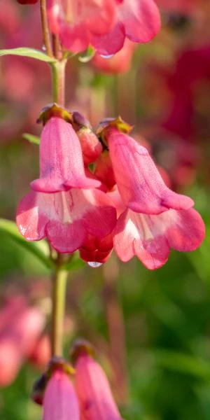 PENSTEMON 'Pennington Gem' 3 PENSTEMON 'Pennington Gem'