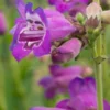 PENSTEMON (Pensham Series) 'Pensham Victoria Plum' -Garden Grace Store penstemon pensham victoria plum 7020189 2