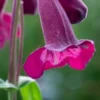 PENSTEMON 'Raven' -Garden Grace Store penstemon raven 6150833