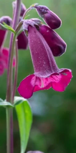 PENSTEMON 'Raven'