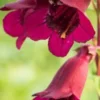 PENSTEMON 'Rich Ruby' -Garden Grace Store penstemon rich ruby 110827