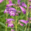 PENSTEMON 'Sour Grapes' -Garden Grace Store penstemon sour grapes 6140686