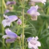 PENSTEMON 'Stapleford Gem' -Garden Grace Store penstemon stapleford gem 6140755